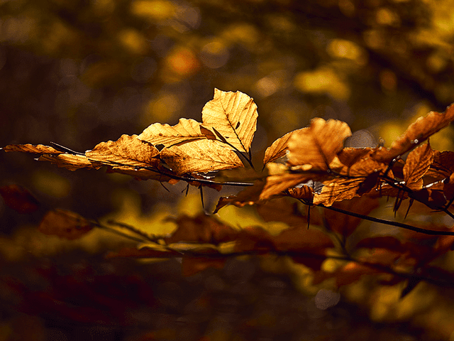 Guided Manifestation Meditation For A Brighter Future